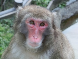 ニホンザル 到津の動物たち 到津の森公園