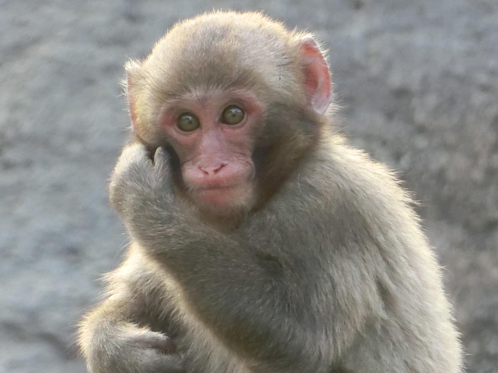 ニホンザル 到津の動物たち 到津の森公園