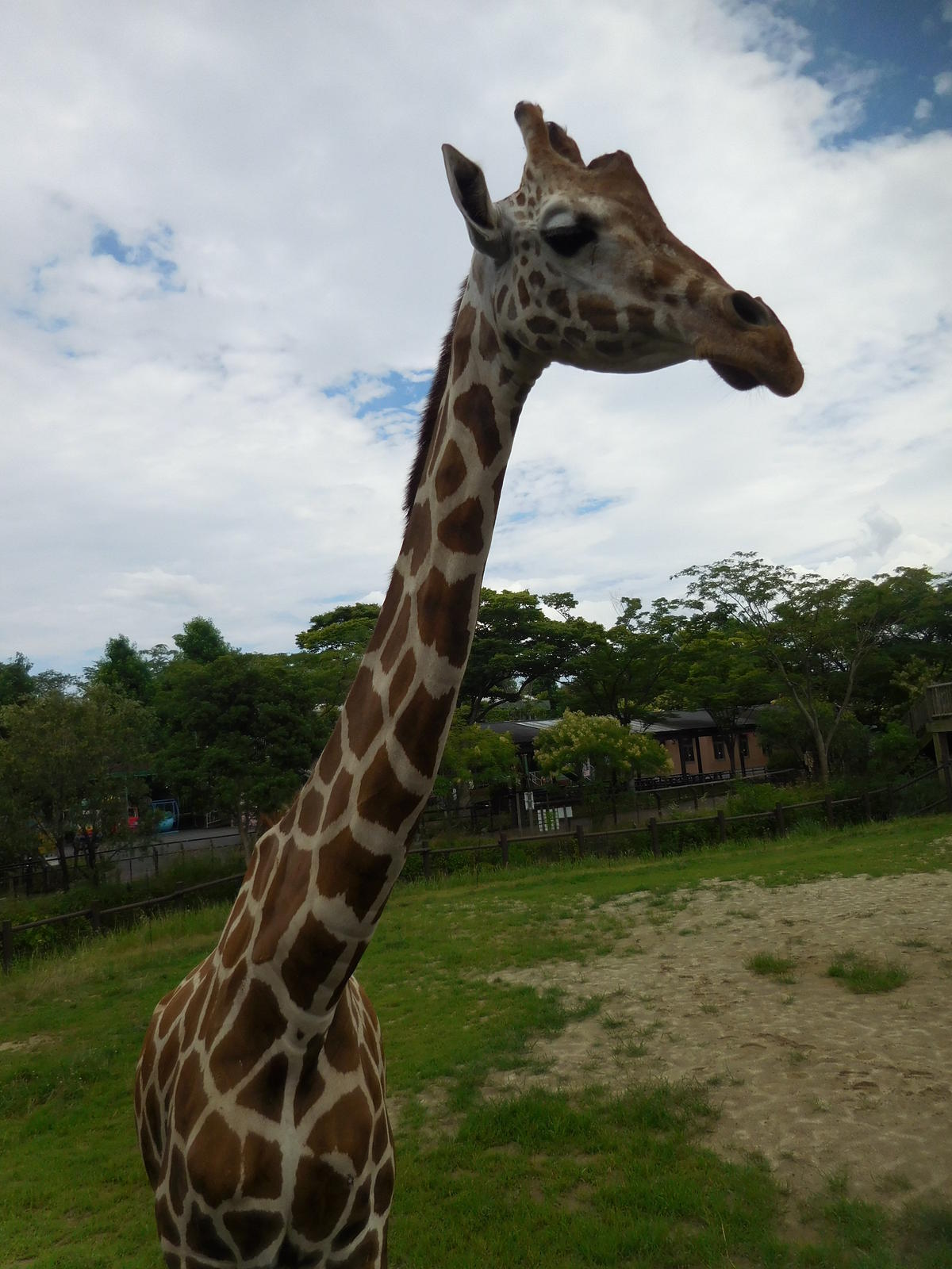 アミメキリン 到津の動物たち 到津の森公園 アミメキリン 到津の動物たち 到津の森公園
