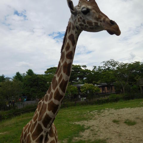 アミメキリン