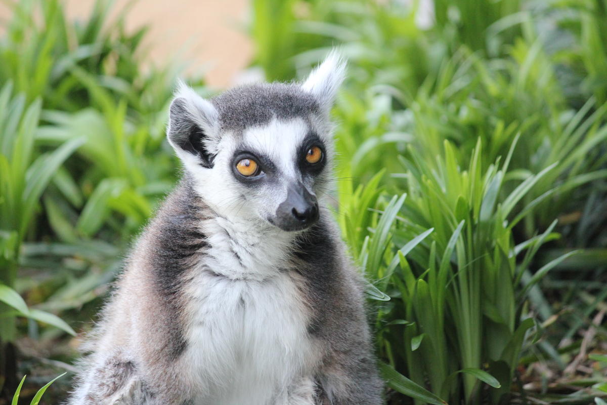 ワオキツネザル｜到津の動物たち｜到津の森公園
