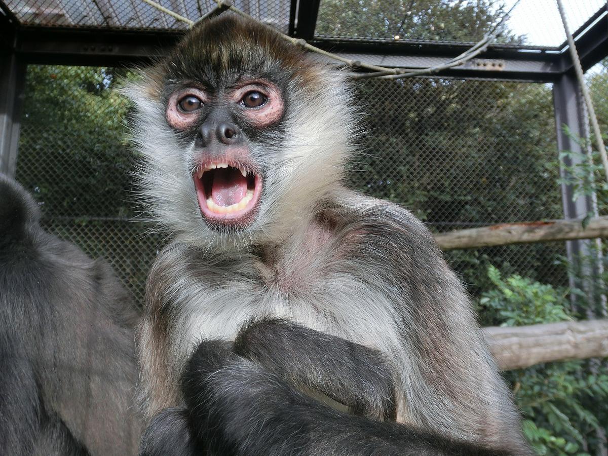 ジェフロイクモザル 到津の動物たち 到津の森公園