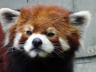 レッサーパンダ｜到津の動物たち｜到津の森公園