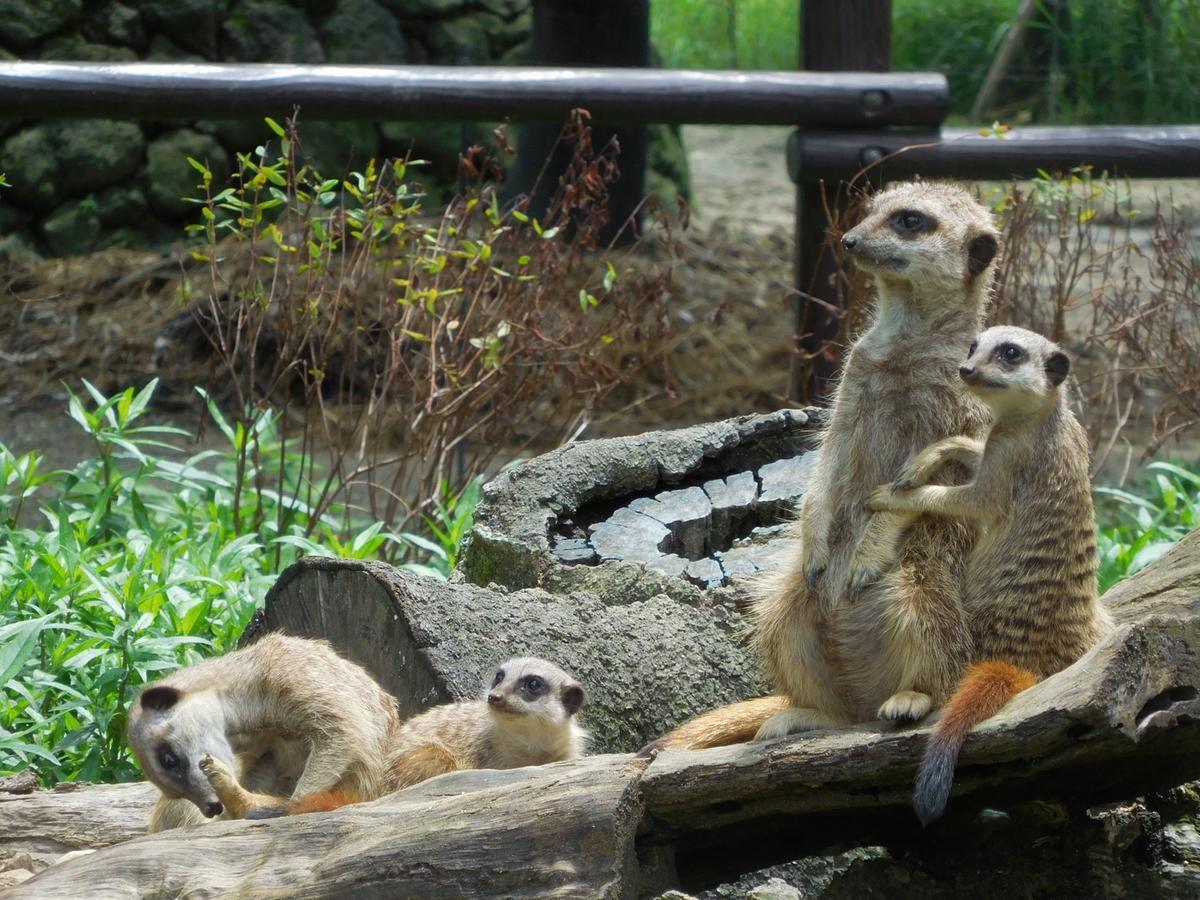 ミーアキャット 到津の動物たち 到津の森公園