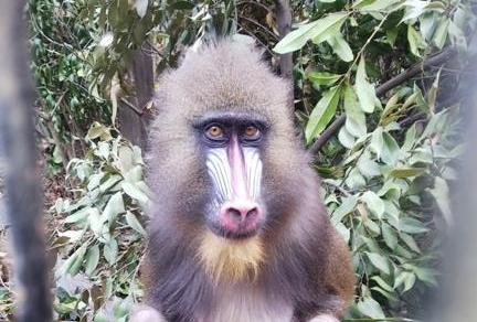 マンドリル 到津の動物たち 到津の森公園