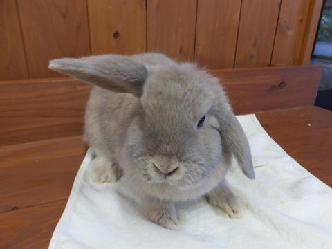 コノハ