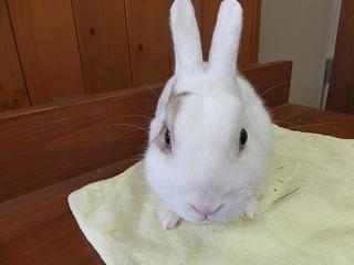 3823 外国切手 イエメンアラブ共和国 1966年 動物 鳥 ウサギ 馬 3種 3823 外国切手 イエメンアラブ共和国 1966年 動物 鳥 ウサギ 馬 3種