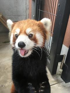 アシタバ