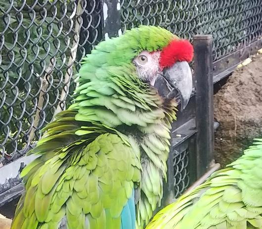 ミドリコンゴウインコ｜到津の動物たち｜到津の森公園