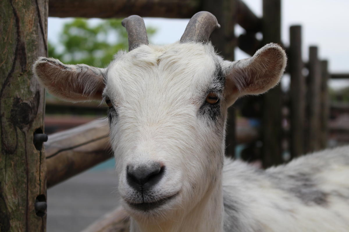 ヤギ 到津の動物たち 到津の森公園