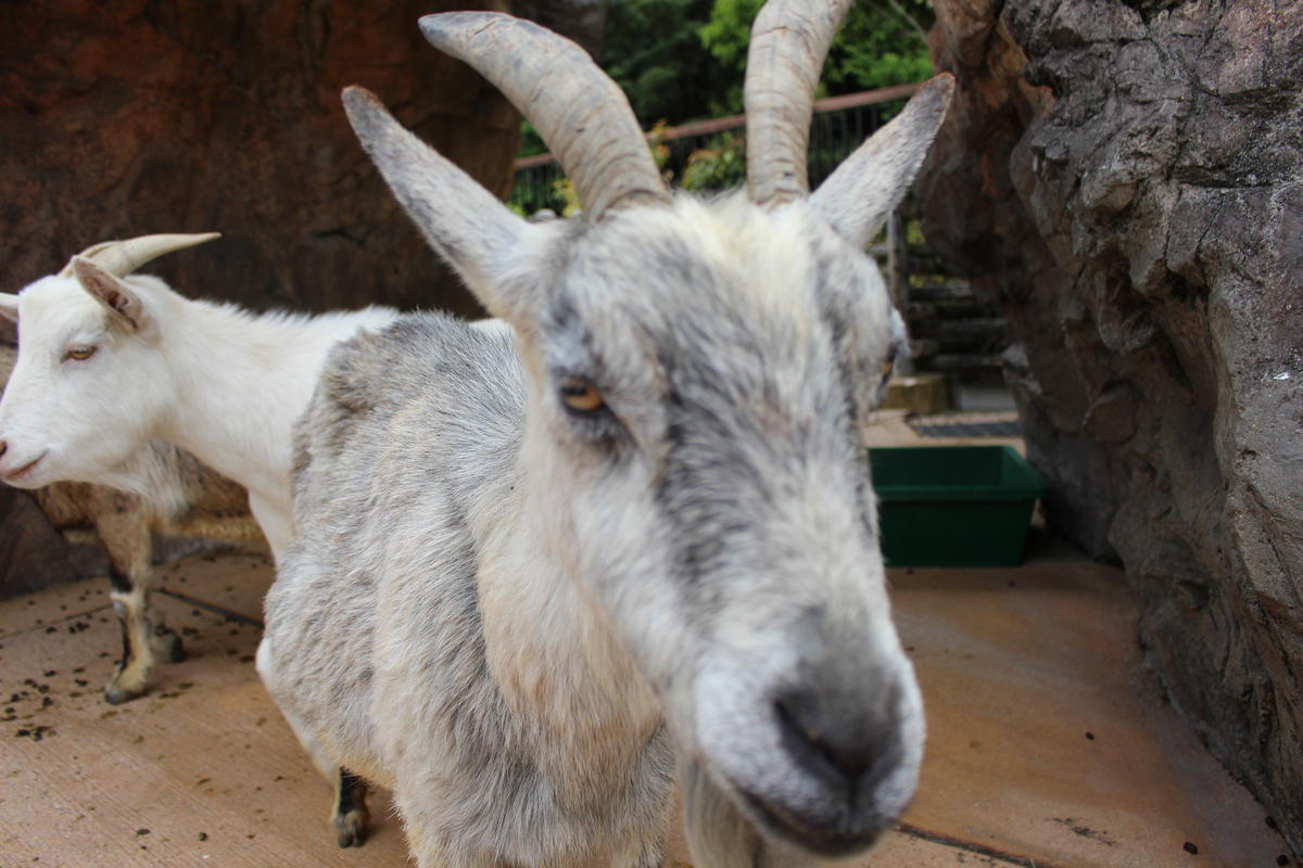 ヤギ 到津の動物たち 到津の森公園