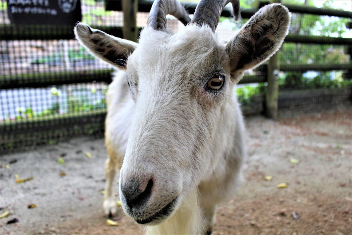 ヤギ 到津の動物たち 到津の森公園