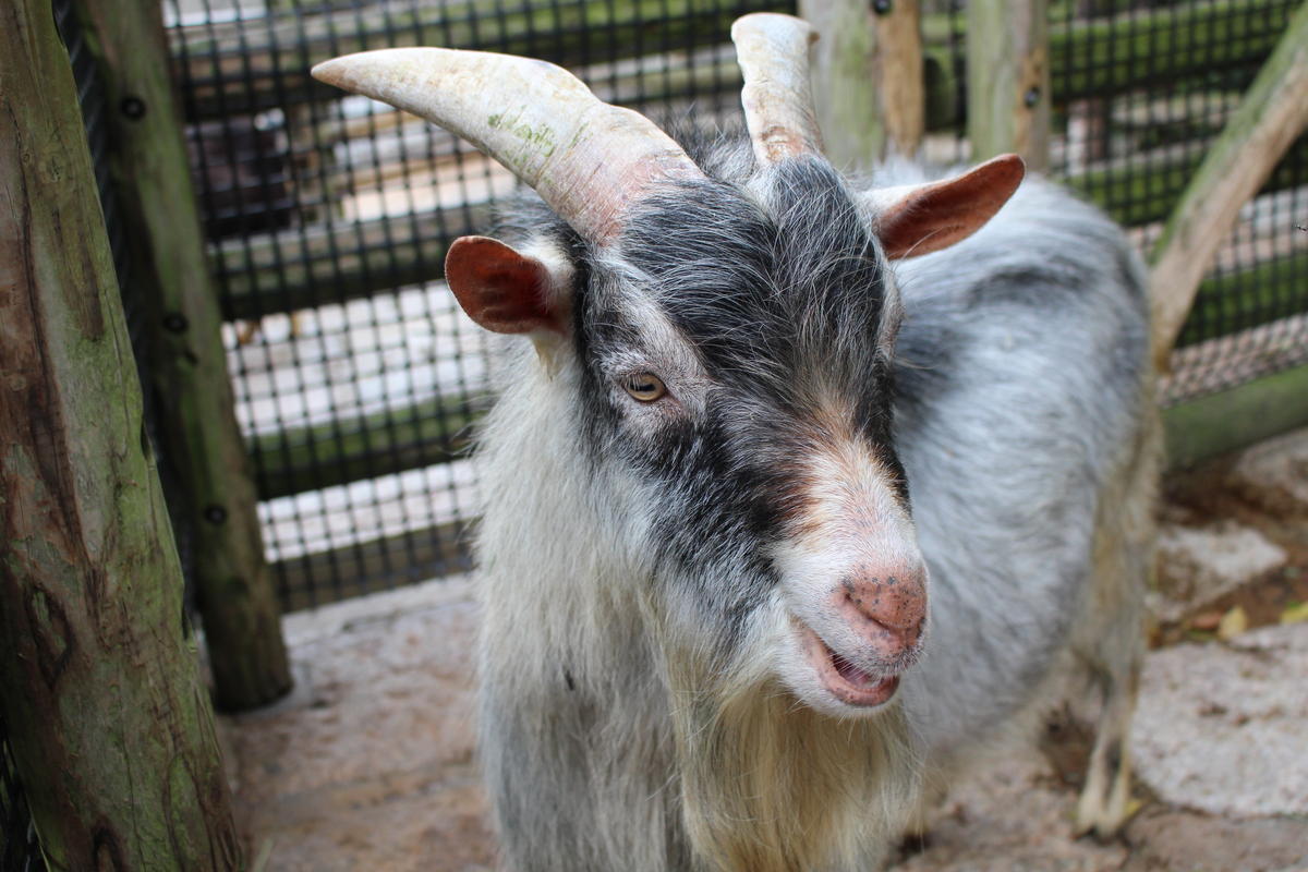 ヤギ｜到津の動物たち｜到津の森公園