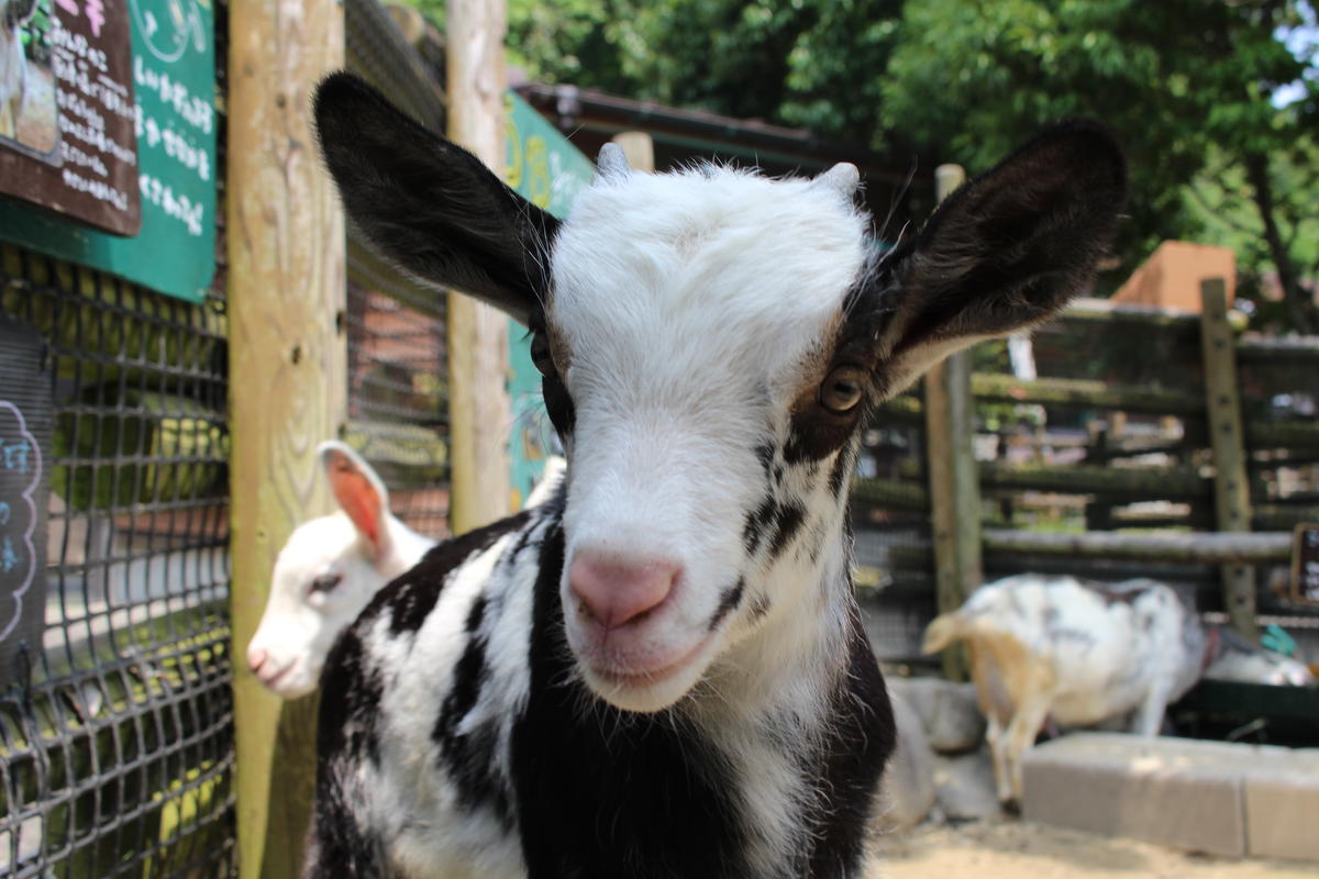 ヤギ 到津の動物たち 到津の森公園