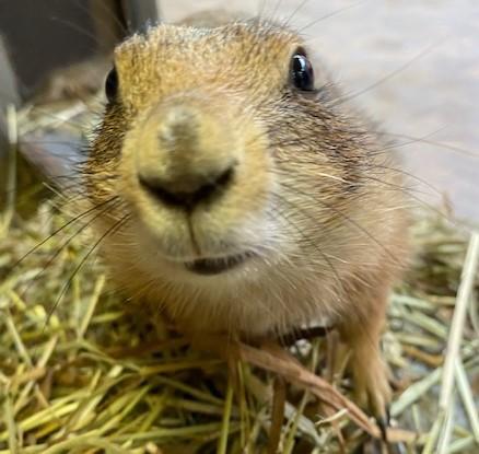 プレーリードッグ 到津の動物たち 到津の森公園