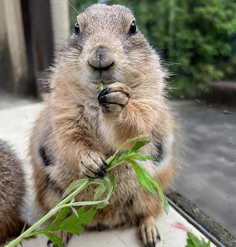 ごぼう