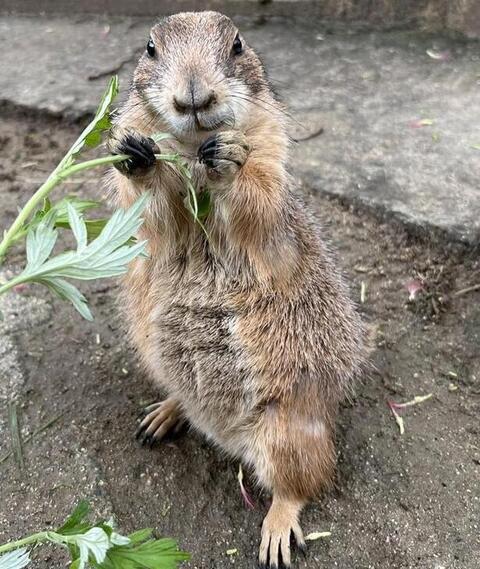 レタス