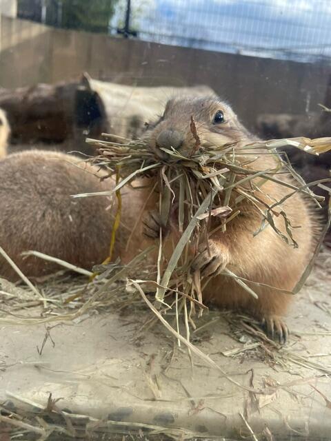 ごま
