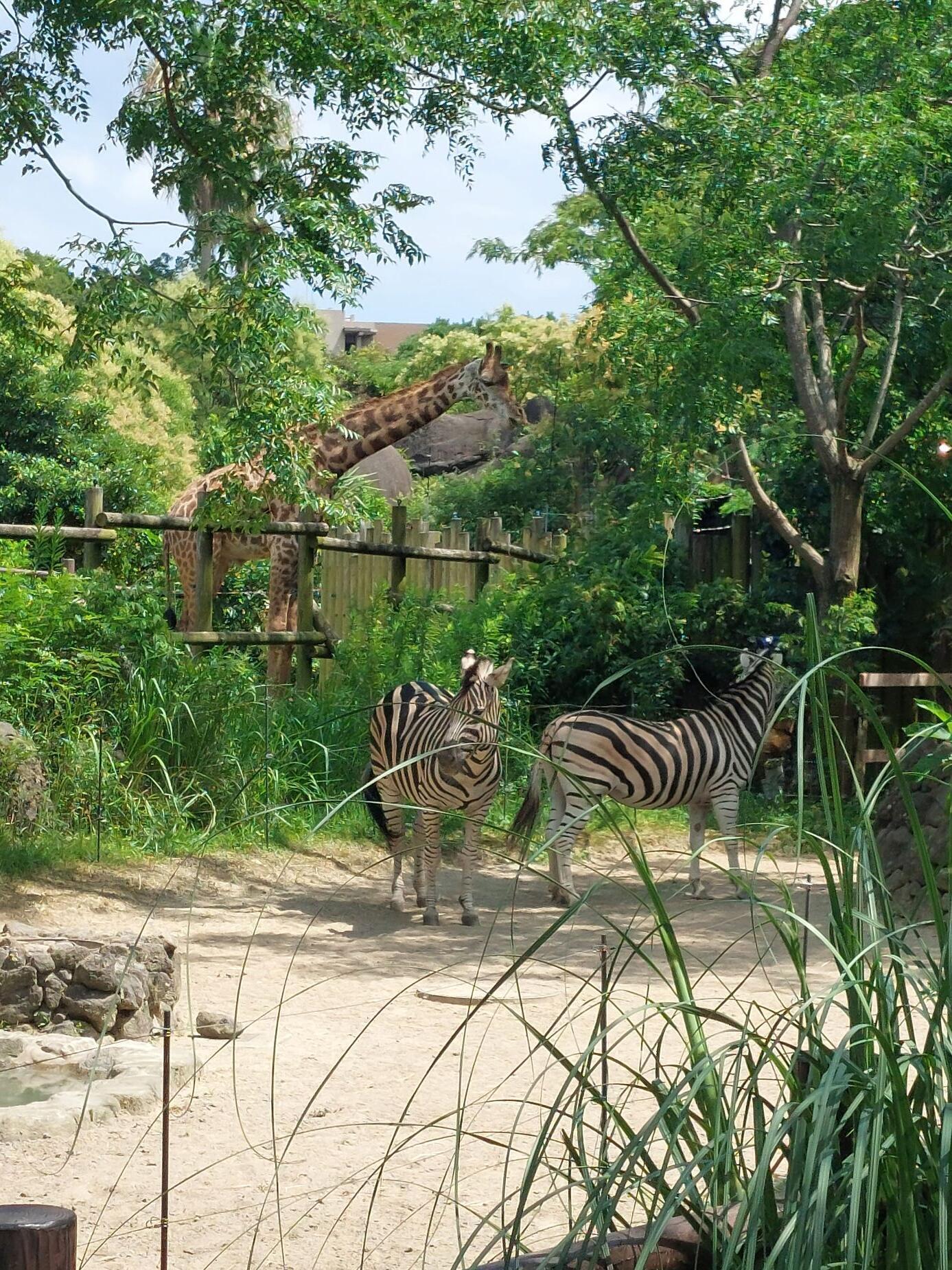 マサイキリン｜到津の動物たち｜到津の森公園