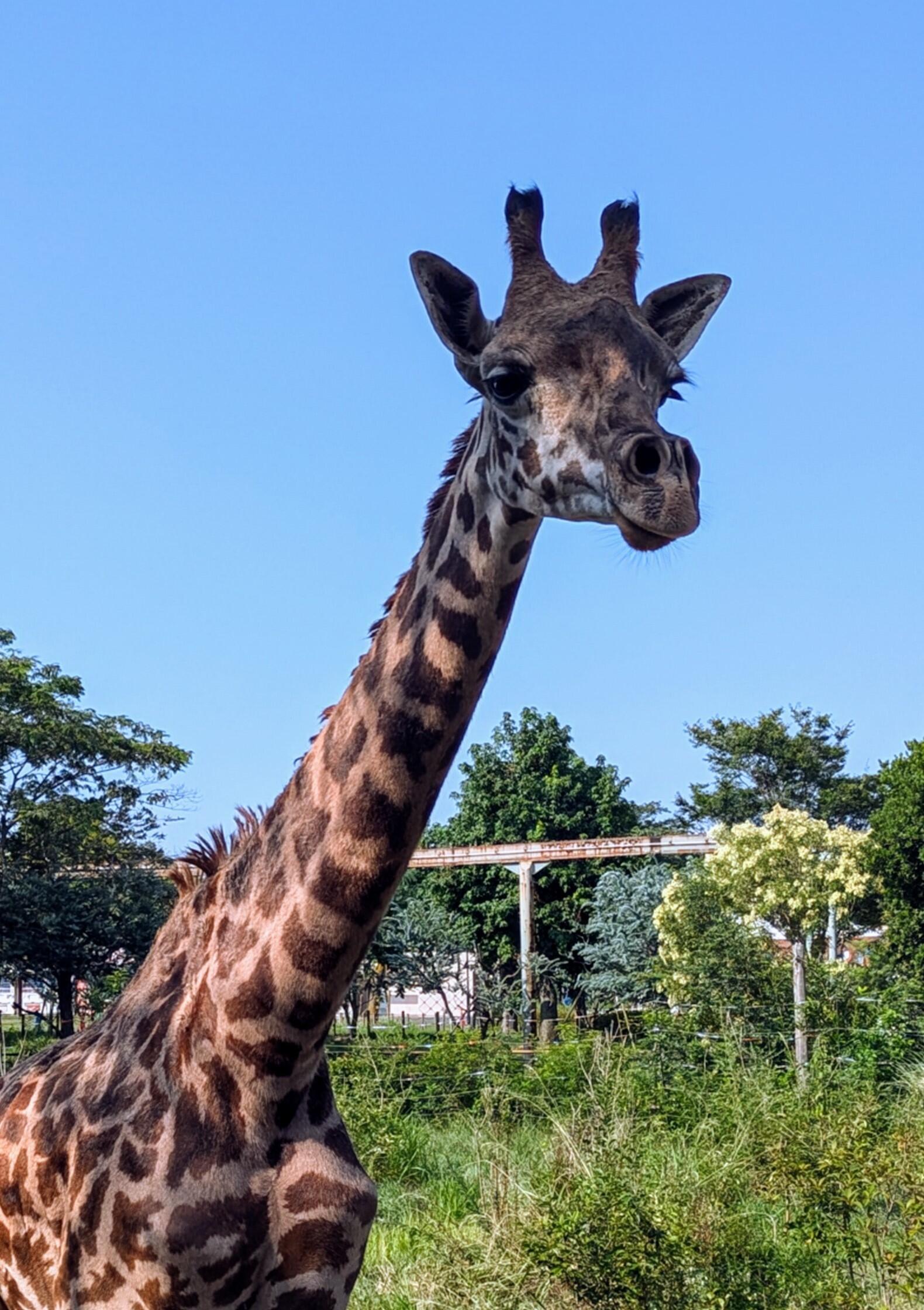 【激レア】 キリン Mサイズ マサイキリン｜到津の動物たち｜到津の森公園