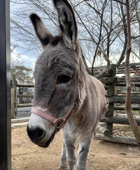 コミミ