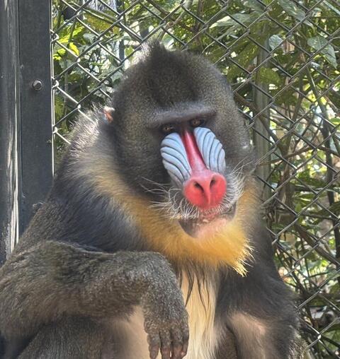 ニモ