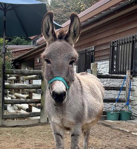 スモモ