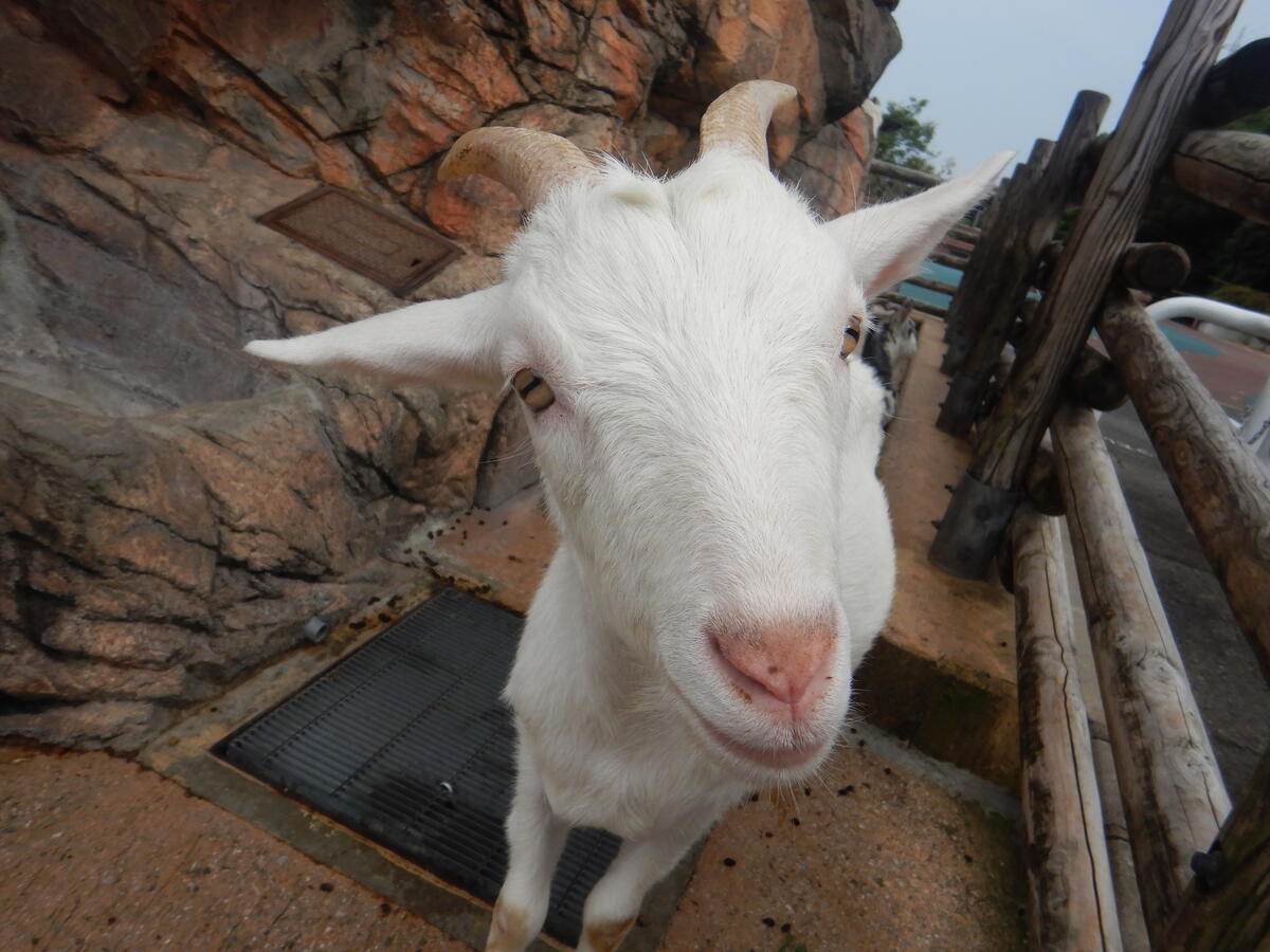 ヤギ｜到津の動物たち｜到津の森公園