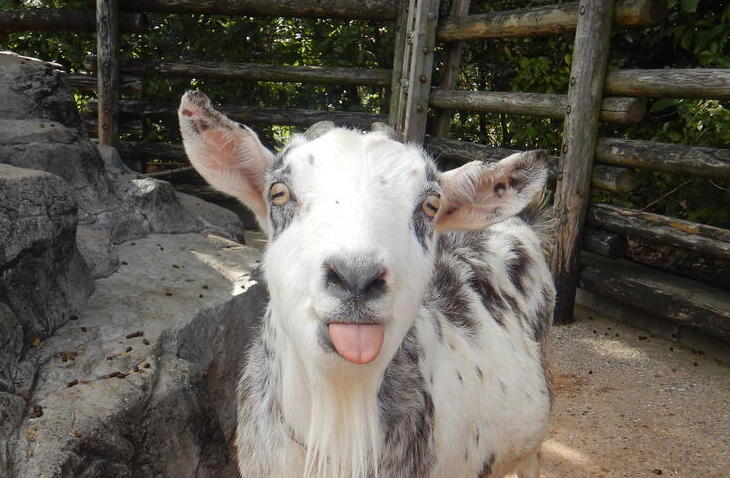 ヤギ｜到津の動物たち｜到津の森公園