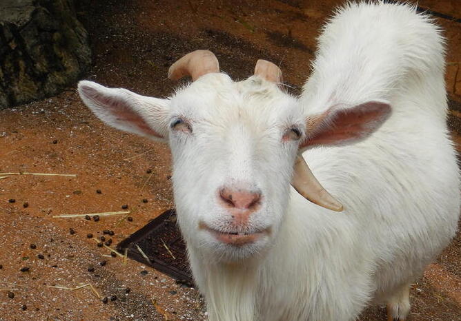 ヤギ｜到津の動物たち｜到津の森公園