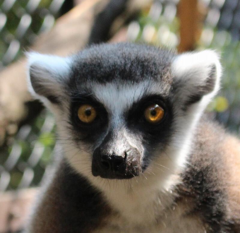 ワオキツネザル｜到津の動物たち｜到津の森公園