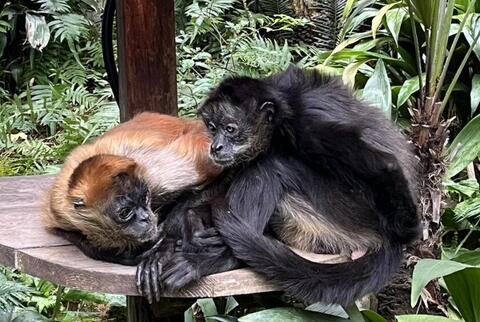 ジェフロイクモザル