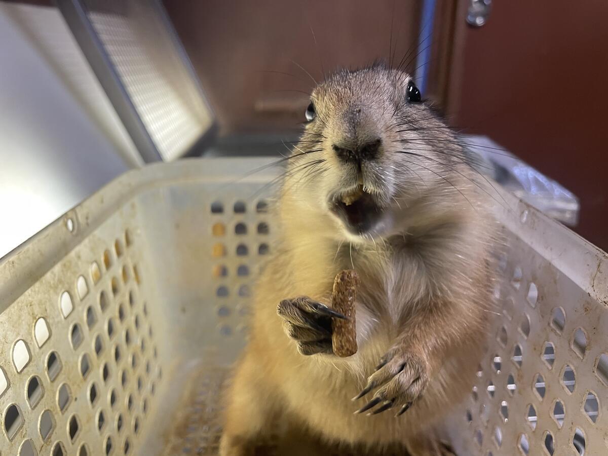プレーリードッグ｜到津の動物たち｜到津の森公園