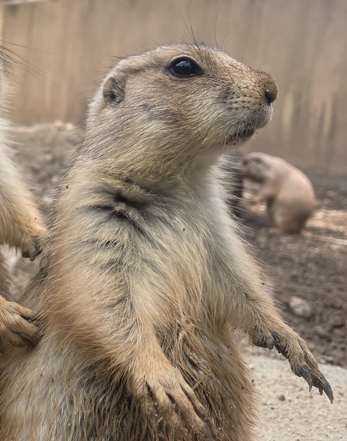 プレーリードッグ｜到津の動物たち｜到津の森公園
