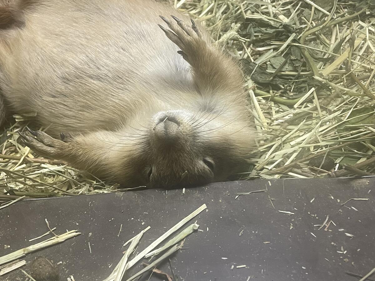 プレーリードッグ｜到津の動物たち｜到津の森公園