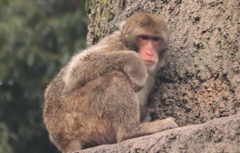 ニホンザル｜到津の動物たち｜到津の森公園