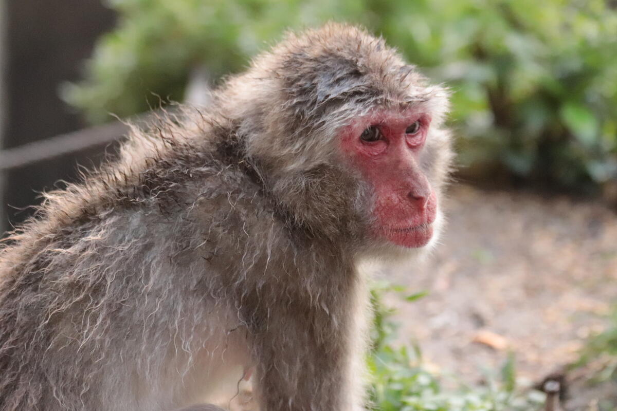 ニホンザル｜到津の動物たち｜到津の森公園
