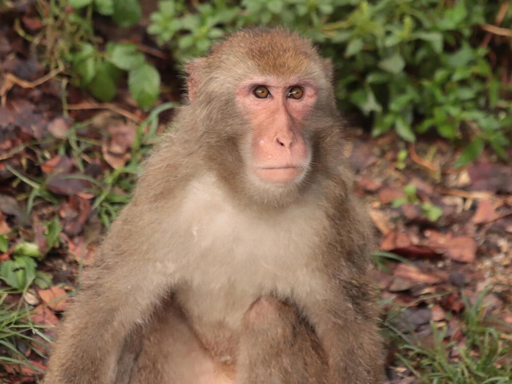 ニホンザル｜到津の動物たち｜到津の森公園