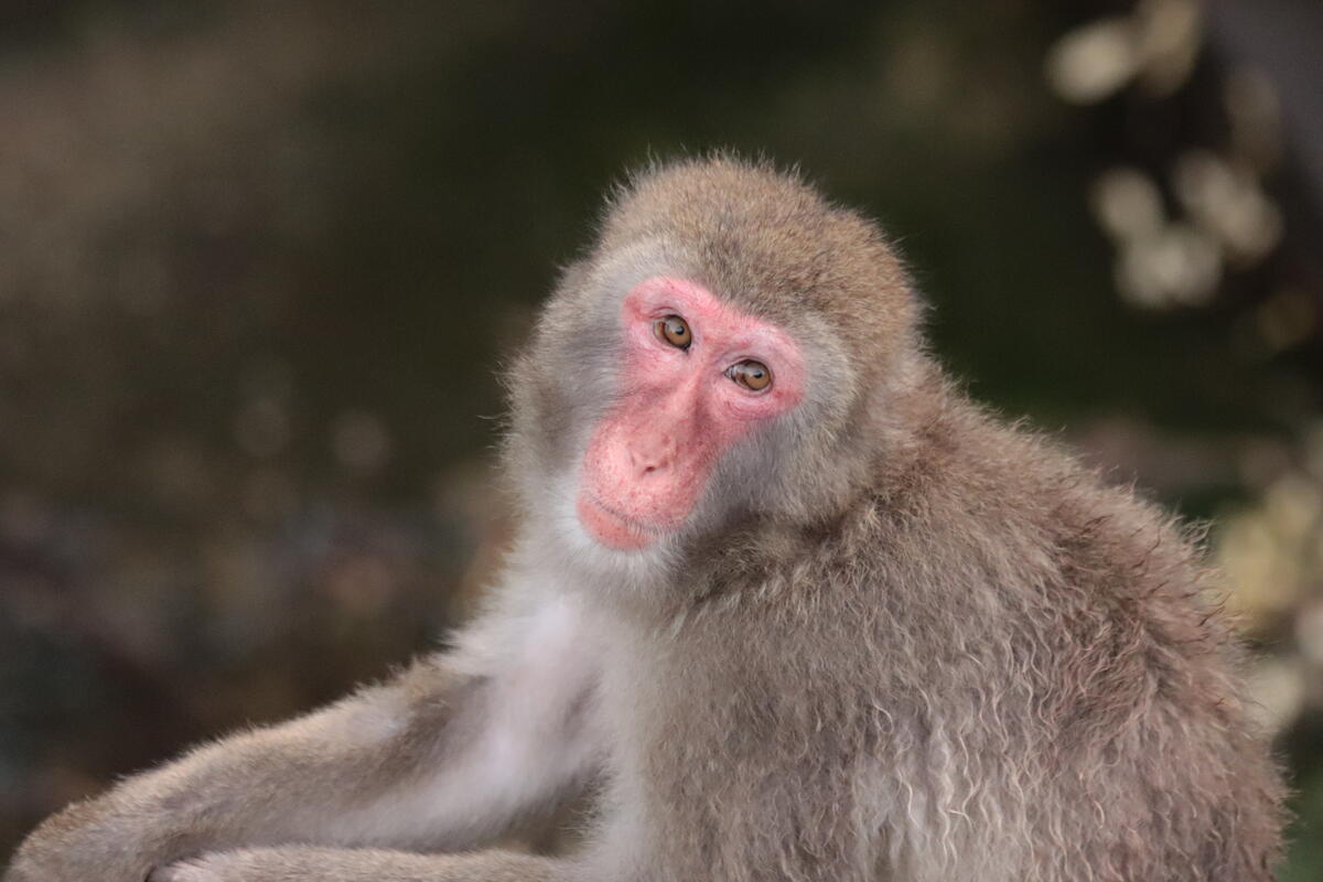 ニホンザル｜到津の動物たち｜到津の森公園