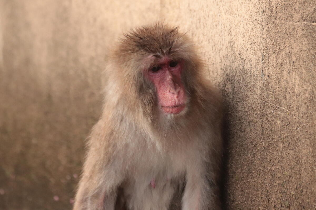 ニホンザル｜到津の動物たち｜到津の森公園