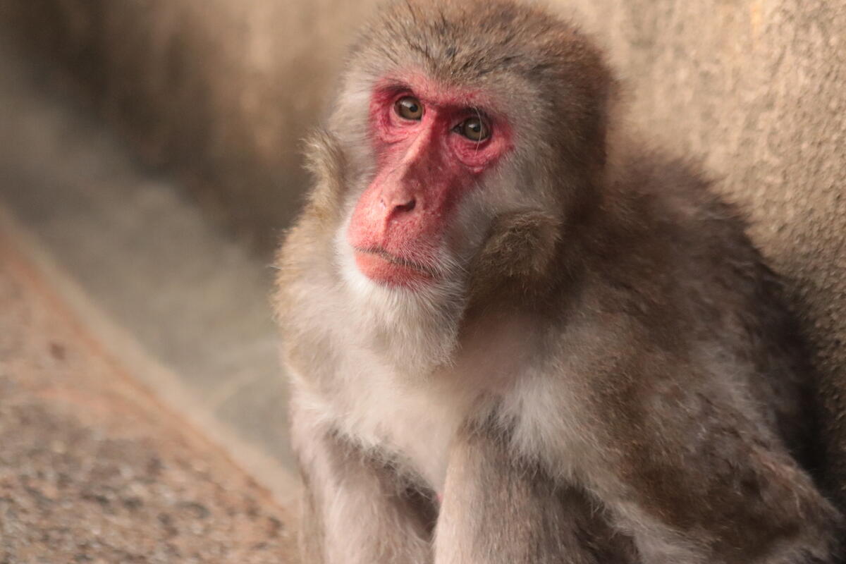 ニホンザル｜到津の動物たち｜到津の森公園