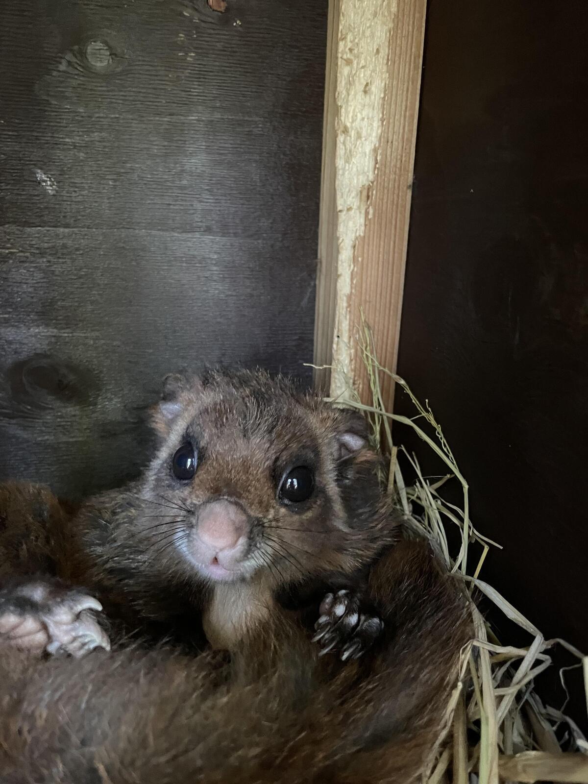 ムササビ｜到津の動物たち｜到津の森公園