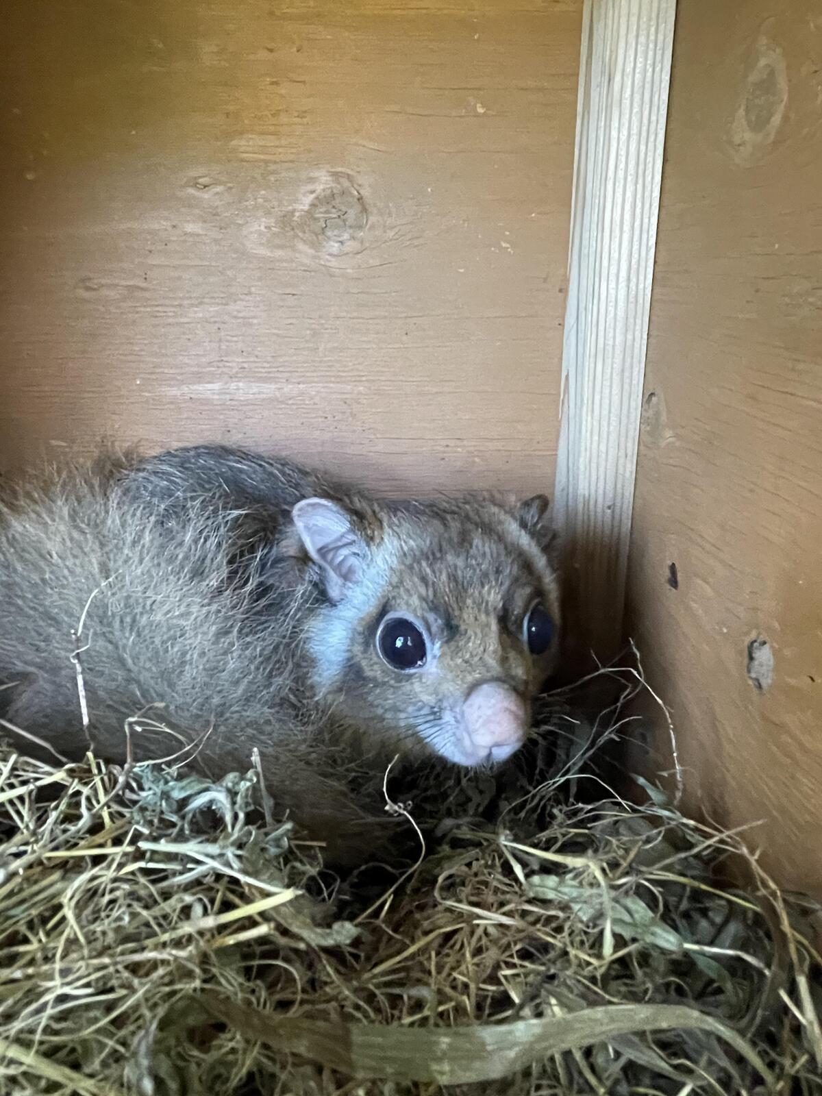 ムササビ｜到津の動物たち｜到津の森公園