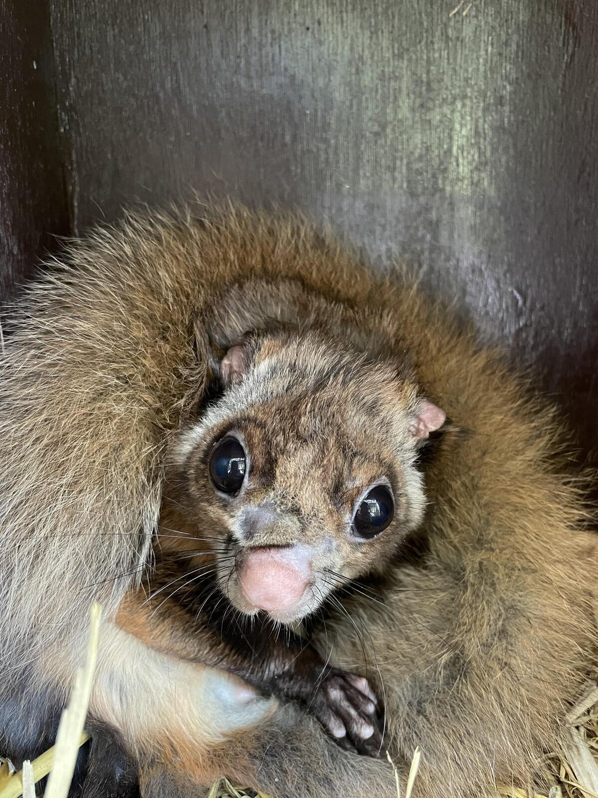 ムササビ｜到津の動物たち｜到津の森公園