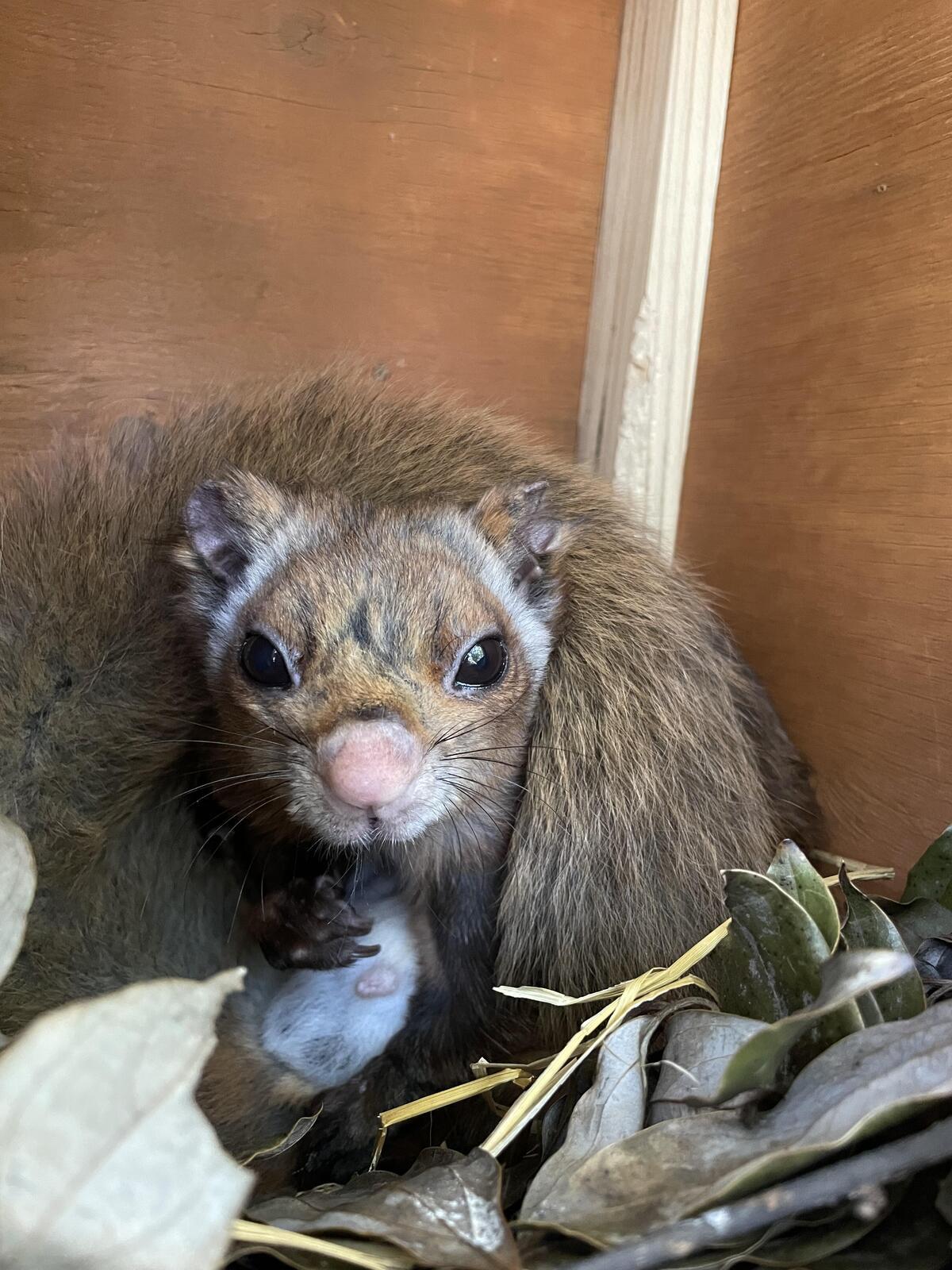 ムササビ｜到津の動物たち｜到津の森公園