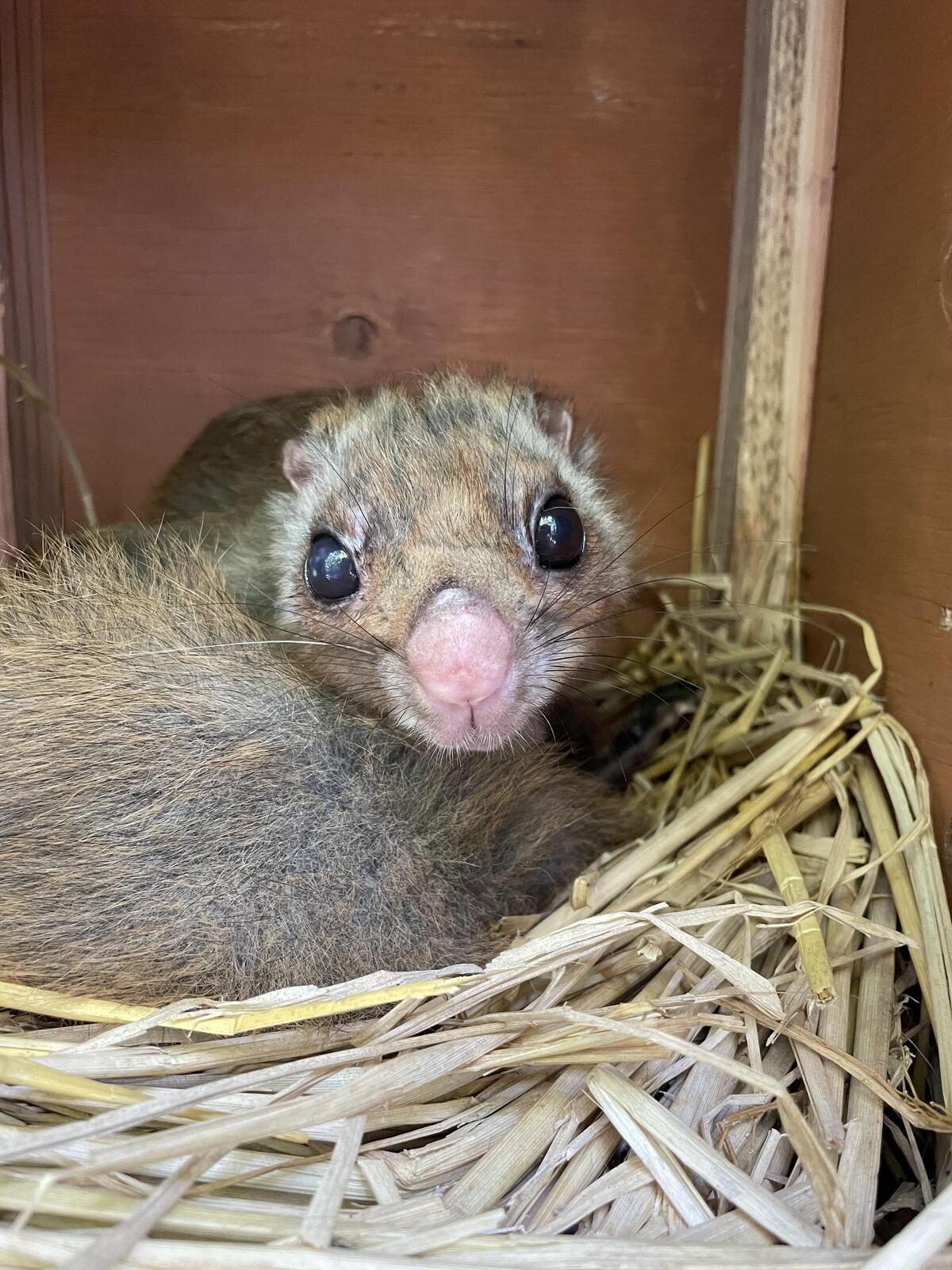 ムササビ｜到津の動物たち｜到津の森公園