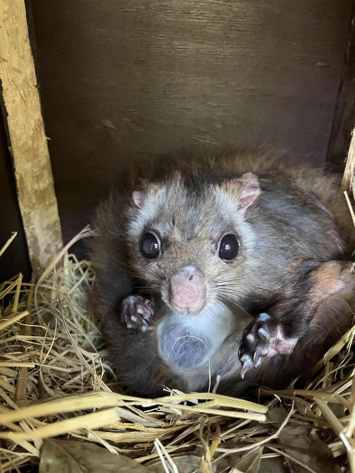 ムササビ｜到津の動物たち｜到津の森公園