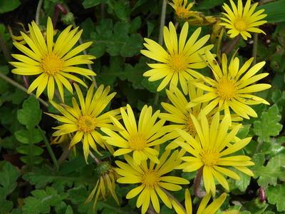 アークトセカ・カレンデュラ