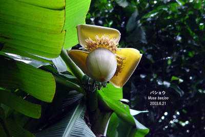 バショウ