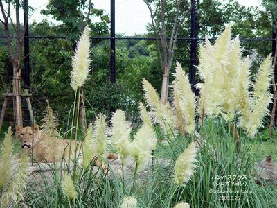 パンパスグラス